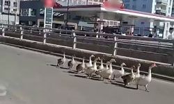 Kazların geçidi böyle görüntülendi