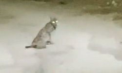 Vaşak görüntülendi