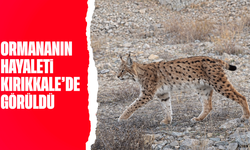 IUCN kırmızı listesinde yer alıyor: 'Ormanın hayaleti' en net haliyle görüntülendi