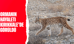 IUCN kırmızı listesinde yer alıyor: 'Ormanın hayaleti' en net haliyle görüntülendi