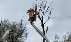 Ağaçta asılı kalan leylek kurtarıldı