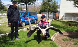 Hasta leylek koruma altına alındı