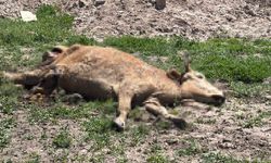 Ölen hayvanlarını araziye atanlara 390 bin lira ceza