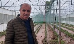 Dere taştı: Sera ve bahçeler sular altında kaldı