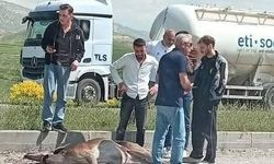 Otomobilin çarptığı geyik ağır yaralandı