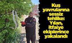 Kuş yavrularına sessiz tehlike: Yılan itfaiye ekiplerince yakalandı