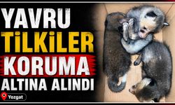 Yavru tilkiler koruma altına alındı