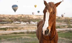 'Güzel atlar' görücüye çıkacak