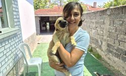 İki gönüllünün şefkat eli yüzlerce sokak hayvanına ulaşıyor
