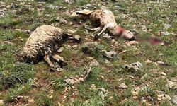 Koyun sürüsünün üzerine yıldırım düştü, 5 koyun telef oldu