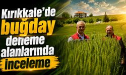 Kırıkkale’de buğday deneme alanlarında inceleme