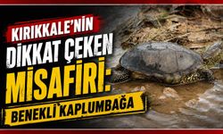 Kırıkkale’nin dikkat çeken misafiri: Benekli Kaplumbağa