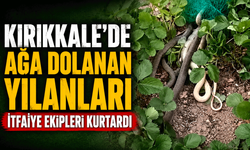 Ağa dolanan yılanları itfaiye ekipleri kurtardı