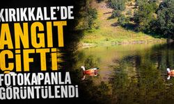 Kırıkkale’de Angıt çifti fotokapanla görüntülendi