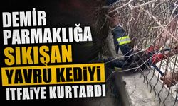 Demir parmaklığa sıkışan yavru kediyi itfaiye kurtardı