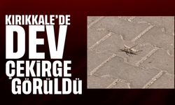 İstanbul'dan sonra Kırıkkale'de de dev çekirge görüldü