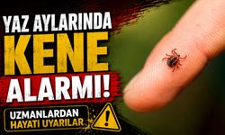 Yaz aylarında kene alarmı! Uzmanlardan hayati uyarılar