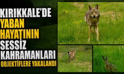 Kırıkkale'de yaban hayatının sessiz kahramanları objektiflere yakalandı