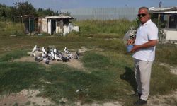 Yüksek sıcaklıklar taklacı güvercinleri de vurdu