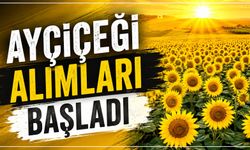 Ayçiçeği alımları başladı