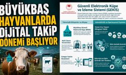 Büyükbaş hayvanlarda dijital takip dönemi başlıyor