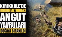 Kırıkkale’de korum altındaki Angut yavruları doğaya bırakıldı