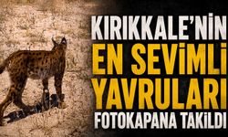Kırıkkale’nin en sevimli yavruları fotokapana takıldı