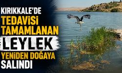 Kırıkkale'de tedavisi tamamlanan Leylek yeniden doğaya salındı