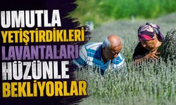 Umutla yetiştirdikleri lavantaları hüzünle bekliyorlar