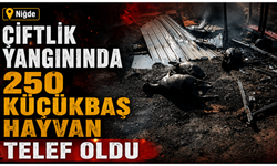 Çiftlik yangınında 250 küçükbaş hayvan telef oldu