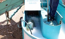 16 bin koyun bu banyodan geçti