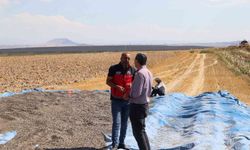 Ayçiçeği ve patates hasadı sürüyor
