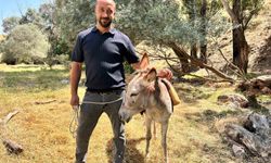Film gibi olay: Protokol Yolu'na çıkan eşek yediemine çekildi