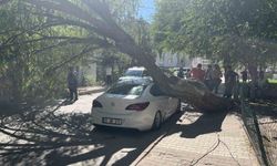 Park halindeki otomobilin üzerine ağaç devrildi