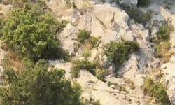 Yaban keçileri doğal yaşam alanlarında görüntülendi