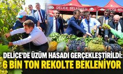 Delice’de üzüm hasadı gerçekleştirildi: 6 bin ton rekolte bekleniyor