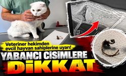 Veteriner hekimden evcil hayvan sahiplerine uyarı! Yabancı cisimlere dikkat