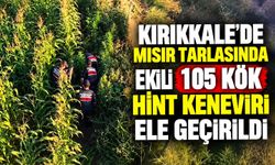 Kırıkkale’de mısır tarlasında ekili 105 kök Hint keneviri ele geçirildi