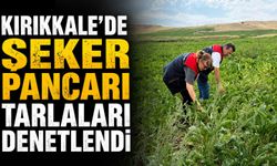 Kırıkkale’de şeker pancarı tarlaları denetlendi