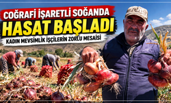 Coğrafi işaretli soğanda hasat başladı: Kadın mevsimlik işçilerin zorlu mesaisi