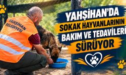 Yahşihan’da sokak hayvanlarının bakım ve tedavileri sürüyor