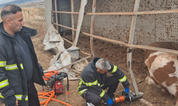 Aksaray'da büyükbaş hayvan yüklü tır devrildi