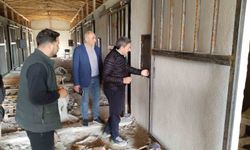 36 Atlık Barınak Projesi'nde çalışmalar devam ediyor