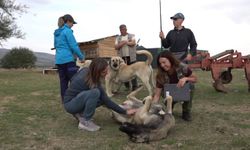 İtalyanlar Türk çoban köpeklerine hayran kaldı