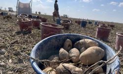 Konya, patates üretiminde Türkiye üretiminin yüzde 10,9'unu karşılıyor
