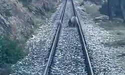 Tren yoluna çıkan ayılar panikle kaçıştı