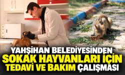 Yahşihan Belediyesinden sokak hayvanları için tedavi ve bakım çalışması