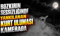 Bozkırın sessizliğinde yankılanan kurt uluması kamerada
