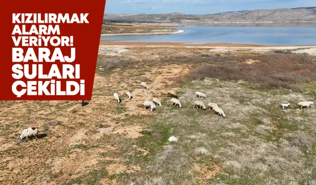 Kızılırmak alarm veriyor! Baraj sularının çekildiği alanda koyunlar otluyor
