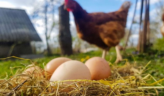 Tavuk eti ve yumurta üretimi artışta